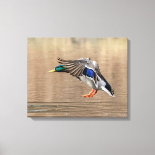 Impressão Em Tela Pato de Mallard 20x16 em voo
