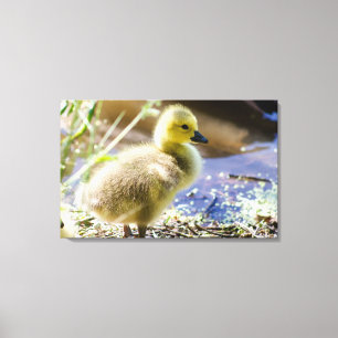 Impressão Em Tela Pato do bebê