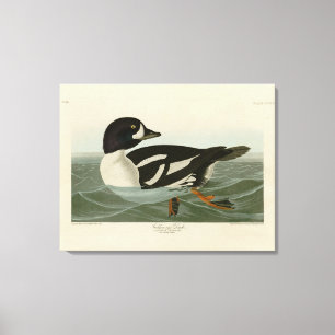 Impressão Em Tela Pato-ouro das Aves da América de Audubon