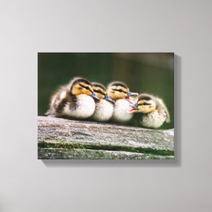 Impressão Em Tela Patos do bebê
