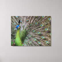 Pavão