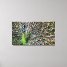 Pavão