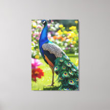 Pavão em Flor