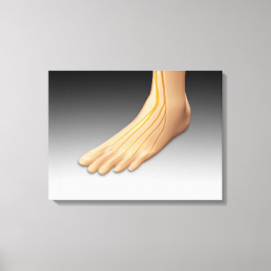Impressão Em Tela Pé humano com sistema nervoso 2