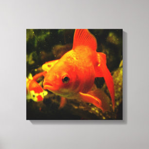 Impressão Em Tela Peixe dourado