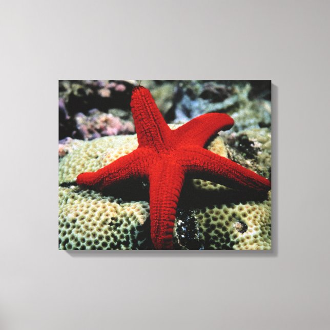 Impressão Em Tela Peixe Estrela | Mar Vermelho (Frente)