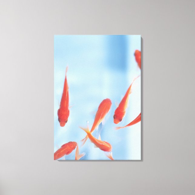 Impressão Em Tela Peixe-Goldfish 6 (Frente)