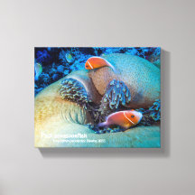Peixe-palhaço rosa e anêmona do mar