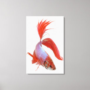 Impressão Em Tela Peixes de combate Siamese (splendens de Betta)