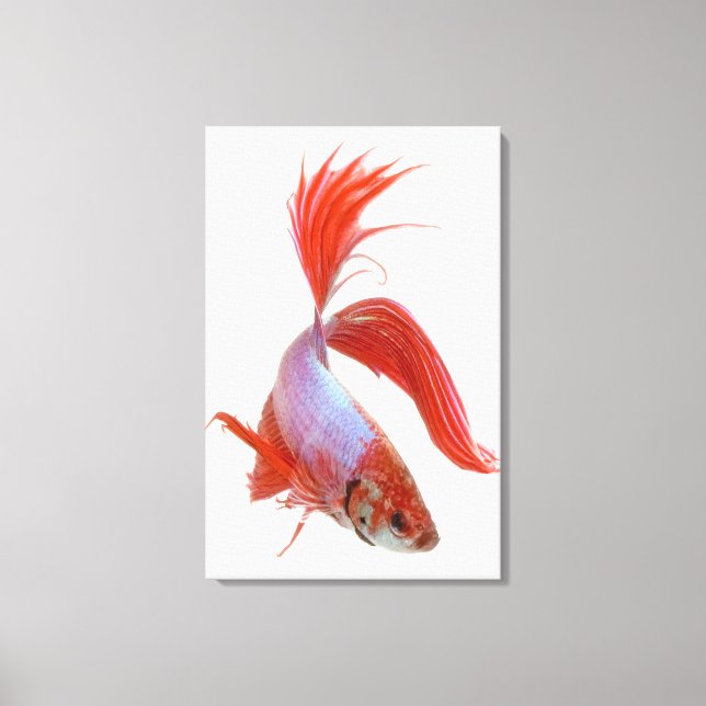 Impressão Em Tela Peixes de combate siameses (Betta esplendens) (Frente)