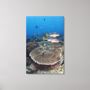 Impressão Em Tela Peixes de Sweetlip