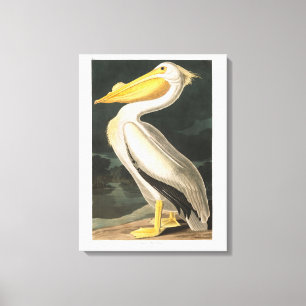 Impressão Em Tela Pelicano branco americano da placa 311 de Audubon