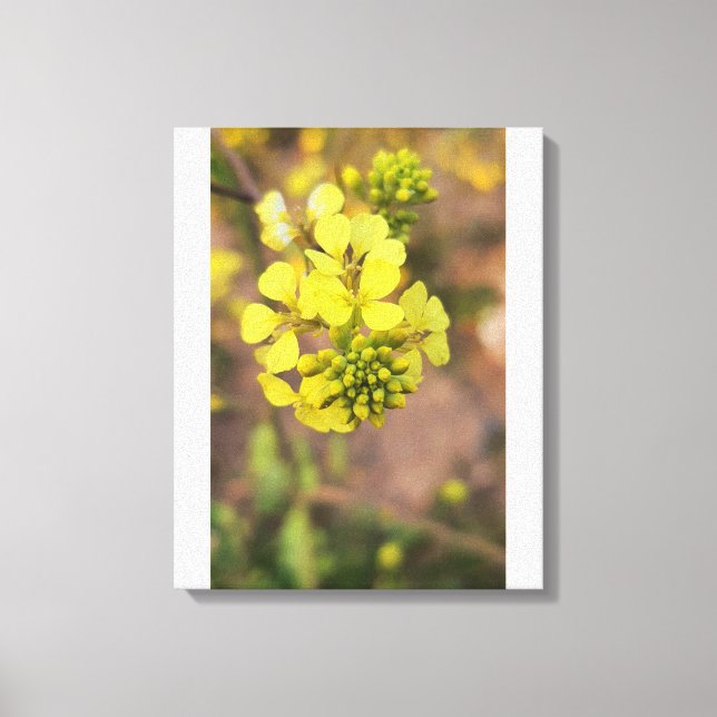 Impressão Em Tela pequena flor amarela coleção de flora da primavera (Frente)