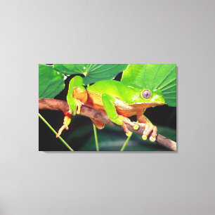 Impressão Em Tela Perereca-macaco-bicolor-gigante, Phyllomedusa
