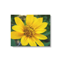 Perfeição Floral no Amarelo Sol