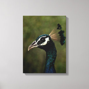 Impressão Em Tela Perfil de Peacock
