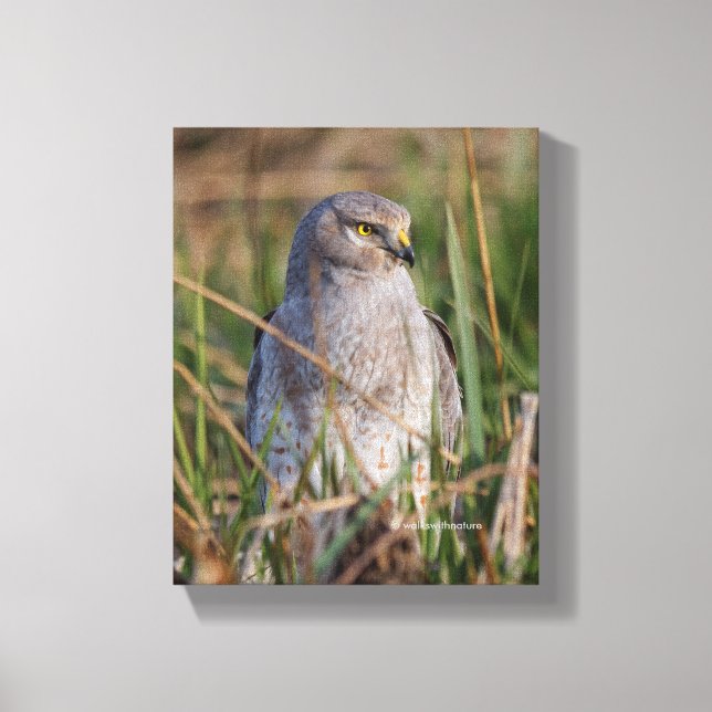 Impressão Em Tela Perfil de um Norte Harrier (Frente)