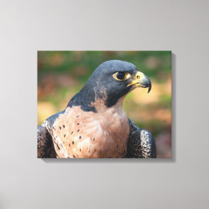 Impressão Em Tela Perfil do Falcão-peregrino