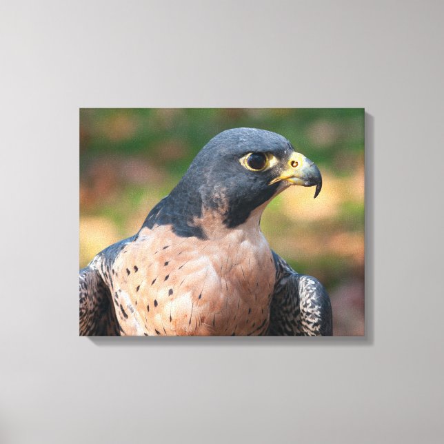 Impressão Em Tela Perfil do Falcão-peregrino (Frente)
