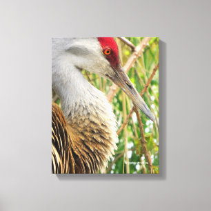 Impressão Em Tela Perfil Elegante de uma grua Sandhill Maior