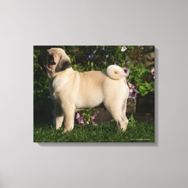 Impressão Em Tela Perfil Fawn Pug (Frente)