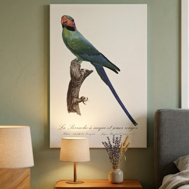 Impressão Em Tela Periquito-de-cauda-longa, Psittacula Longicauda (Long-Tailed Parakeet, Psittacula Longicauda. Canvas Print)
