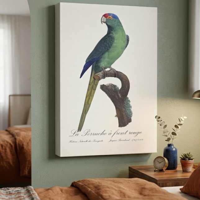 Impressão Em Tela Periquito-fronte-laranja, Eupsittula Canicularis (Orange-Fronted Parakeet, Eupsittula Canicularis. Canvas Print)