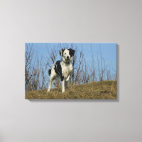 Perna Collie de Borda Elevada