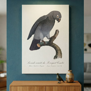 Impressão Em Tela Perroquet Cendre / Papagaio-cinza da África Timneh