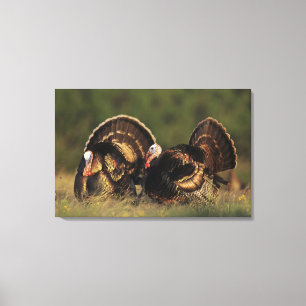Impressão Em Tela Peru selvagem, Meleagris gallopavo,machos