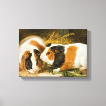 Pet Guiné Pigs Feeding (por James Ward)