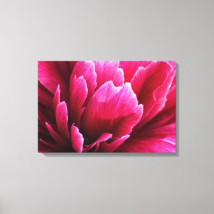Impressão em Tela Pétalas de Flor de Peônia Rosa