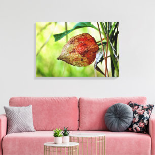 Impressão Em Tela Physalis alkekengi