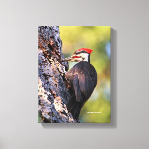 Impressão Em Tela Pica-pau bonito de Pileated na árvore