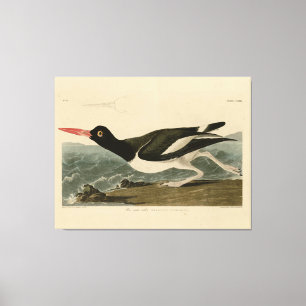 Impressão Em Tela Pied oyster catcher - Audubon's Birds of America
