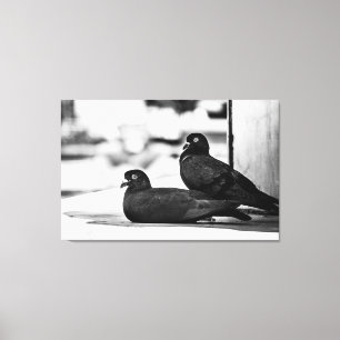 Impressão Em Tela Pigeons in Black and White