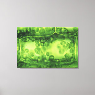 Impressão Em Tela Pilhas da planta do Elodea