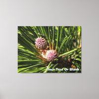 Pineflower