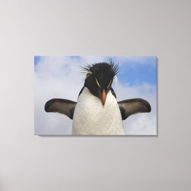 Impressão Em Tela Pinguim-de-crista Eudyptes chrysocome (Frente)