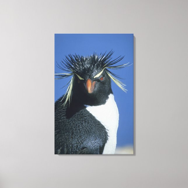 Impressão Em Tela Pinguim-de-crista (Eudyptes chrysocome) (Frente)