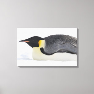 Impressão Em Tela Pinguim de imperador, ilha do monte da neve, mar
