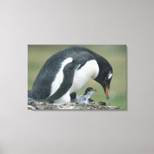 Impressão Em Tela Pinguim Gentoo, (Pygoscelis papua), Ilhas Falkland