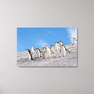 Impressão Em Tela Pinguins-de-barbicha Pygoscelis Antarctica