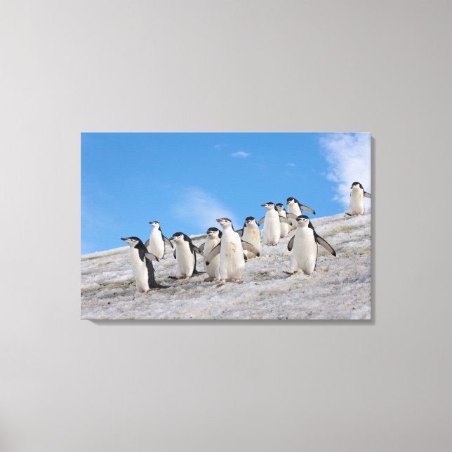 Impressão Em Tela Pinguins-de-barbicha | Pygoscelis Antarctica (Frente)