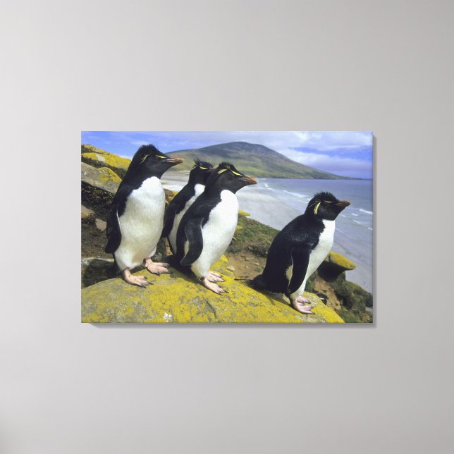 Impressão Em Tela Pinguins-de-crista, (Eudyptes chrysocome), (Frente)