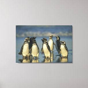 Impressão Em Tela Pinguins-de-magalhães, Spheniscus