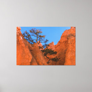 Impressão Em Tela Pinheiro em Hoodoos