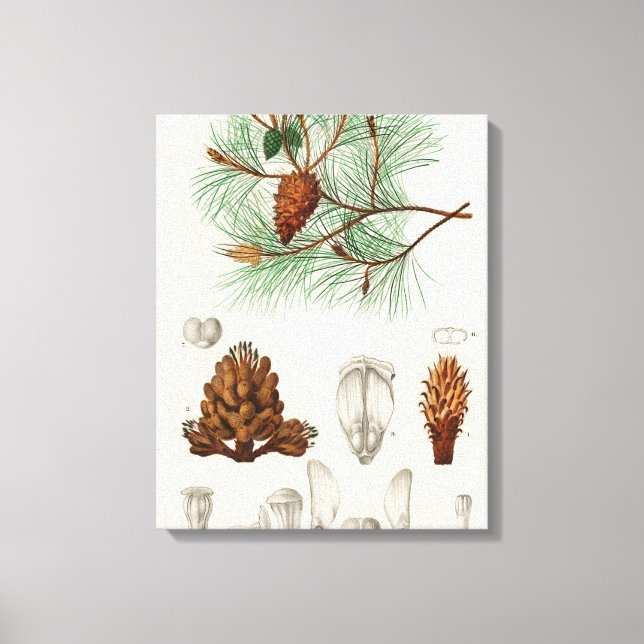 Impressão Em Tela Pinheiro-maria (Pinus maritima) (Frente)
