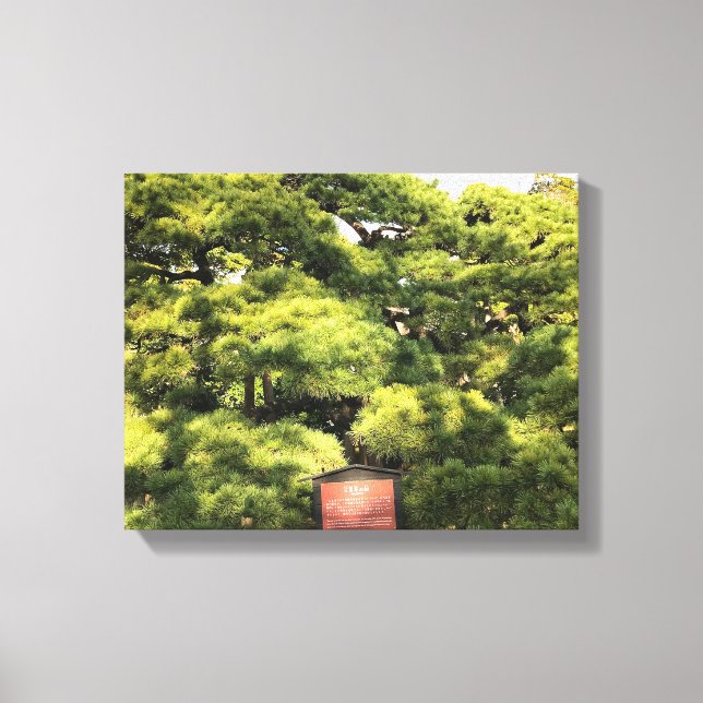 Impressão Em Tela Pinheiros com 300 anos (Frente)