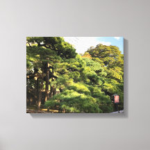 Pinheiros com 300 anos